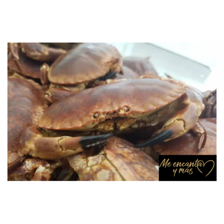 Buey de mar cocido hembra